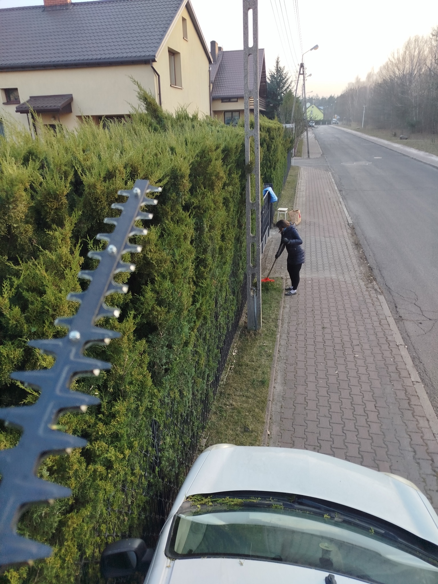 Przycinanie żywopłotu z bliska, widoczne ostrze nożyc elektrycznych. Osoba sprząta chodnik obok żywopłotu. Tło: domy i ulica.