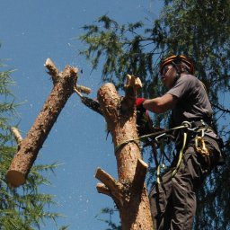ArboCut - Arborysta tnie drzewo piłą łańcuchową, zabezpieczony linami. W tle błękitne niebo i korony drzew. W powietrzu wióry. Kask ochronny i okulary na głowie.