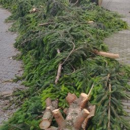 Wycinka drzew Leszno 1