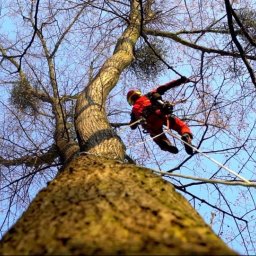 ArboCut - Rewelacyjne Usługi Czyszczenia Rynien Leszno