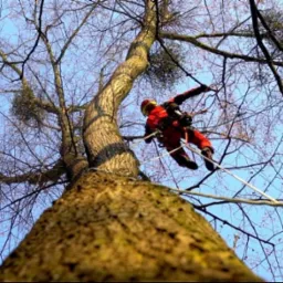 Arborysta w czerwonym kombinezonie, zabezpieczony linami, wspina się na wysokie drzewo z jemiołą na tle błękitnego nieba, widok z dołu.