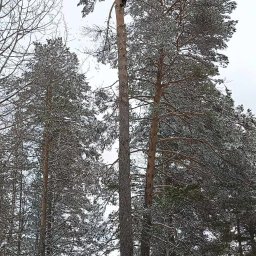 Wycinka drzew Leszno 4