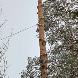ArboCut - Pracownik na wysokim, ogołoconym pniu drzewa w Lesznie, w trakcie wycinki. W tle ośnieżone gałęzie i szare niebo. Bezpieczeństwo pracy.