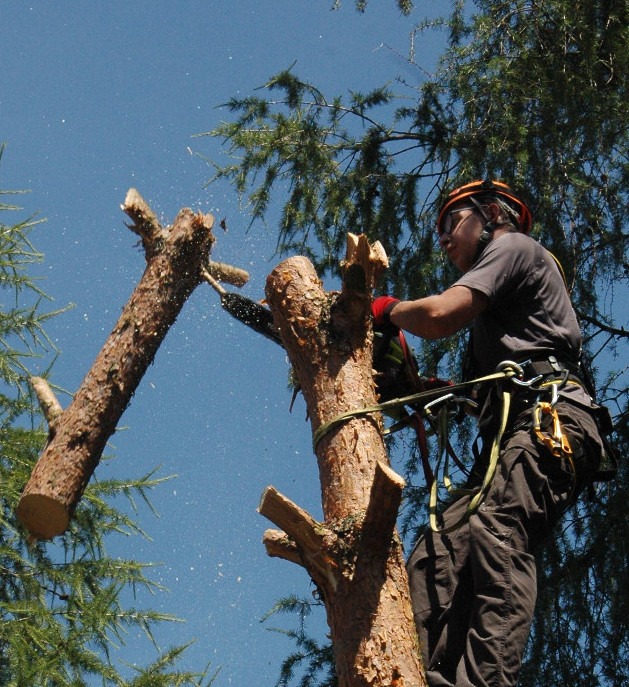 Arborysta tnie drzewo piłą łańcuchową, zabezpieczony linami. W tle błękitne niebo i korony drzew. W powietrzu wióry. Kask ochronny i okulary na głowie.