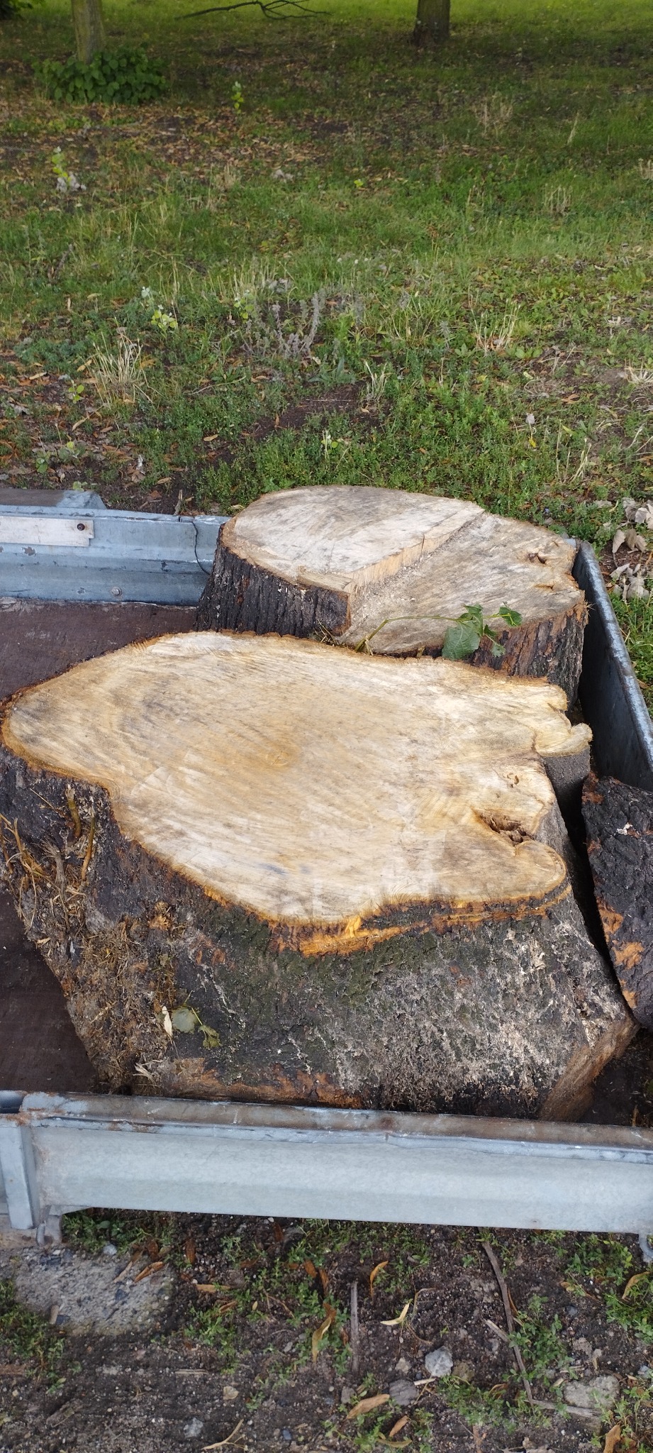 Dwa świeżo ścięte pnie drzew w metalowej skrzyni transportowej, z widoczną strukturą drewna i korą. Trawa w tle sugeruje teren zielony po wycince.