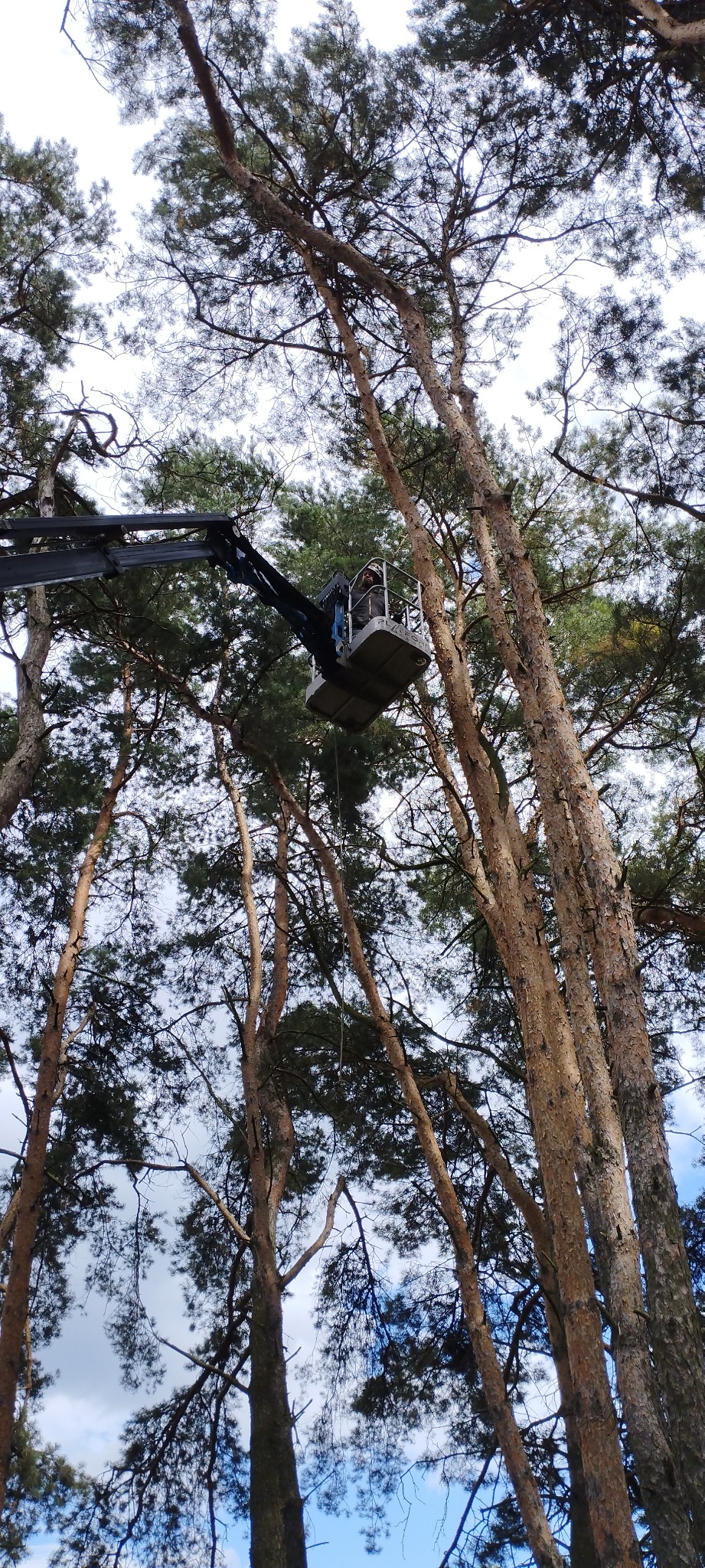 Pracownik w koszu podnośnika teleskopowego, na tle wysokich sosen, podczas prac na wysokości. Widok z dołu, na pierwszym planie pnie drzew.
