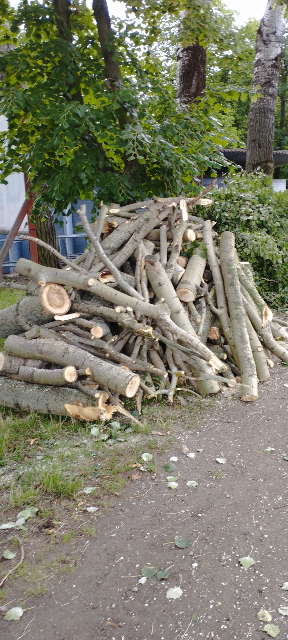 Stos pociętych gałęzi i pni drzewa o jasnej korze, leżący na ziemi obok zieleni. Widoczne ślady cięcia.