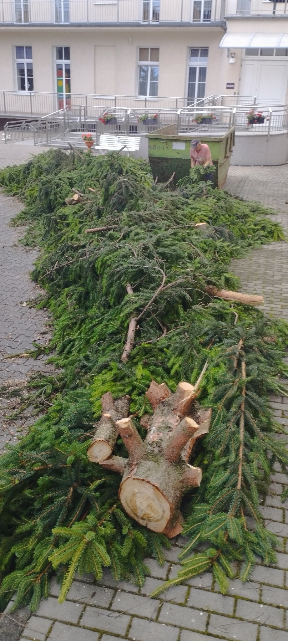 Ścięte gałęzie drzew iglastych i pniak leżą na chodniku, a pracownik wrzuca je do kontenera. Budynek w tle.
