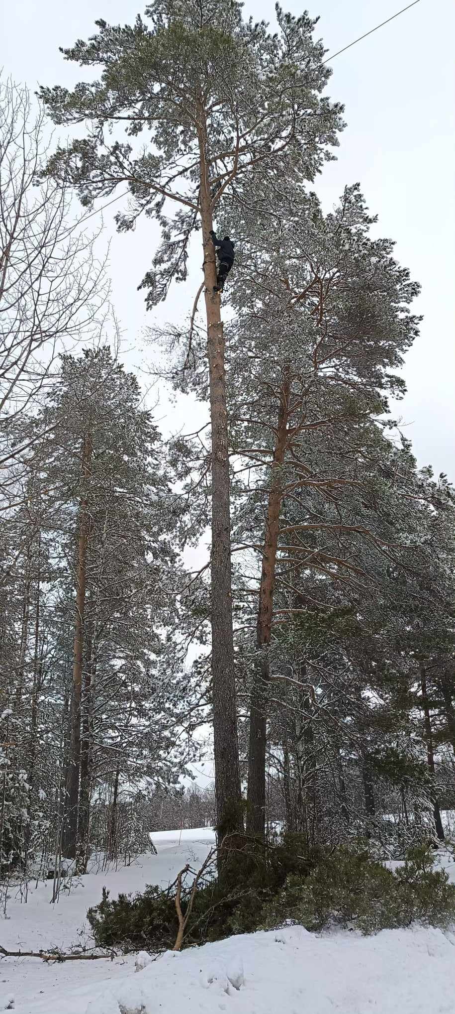 Arborysta w czarnym kombinezonie, w trakcie wspinaczki na wysokie drzewo iglaste w zimowym krajobrazie. Ścięte gałęzie leżą na śniegu u podstawy pnia.