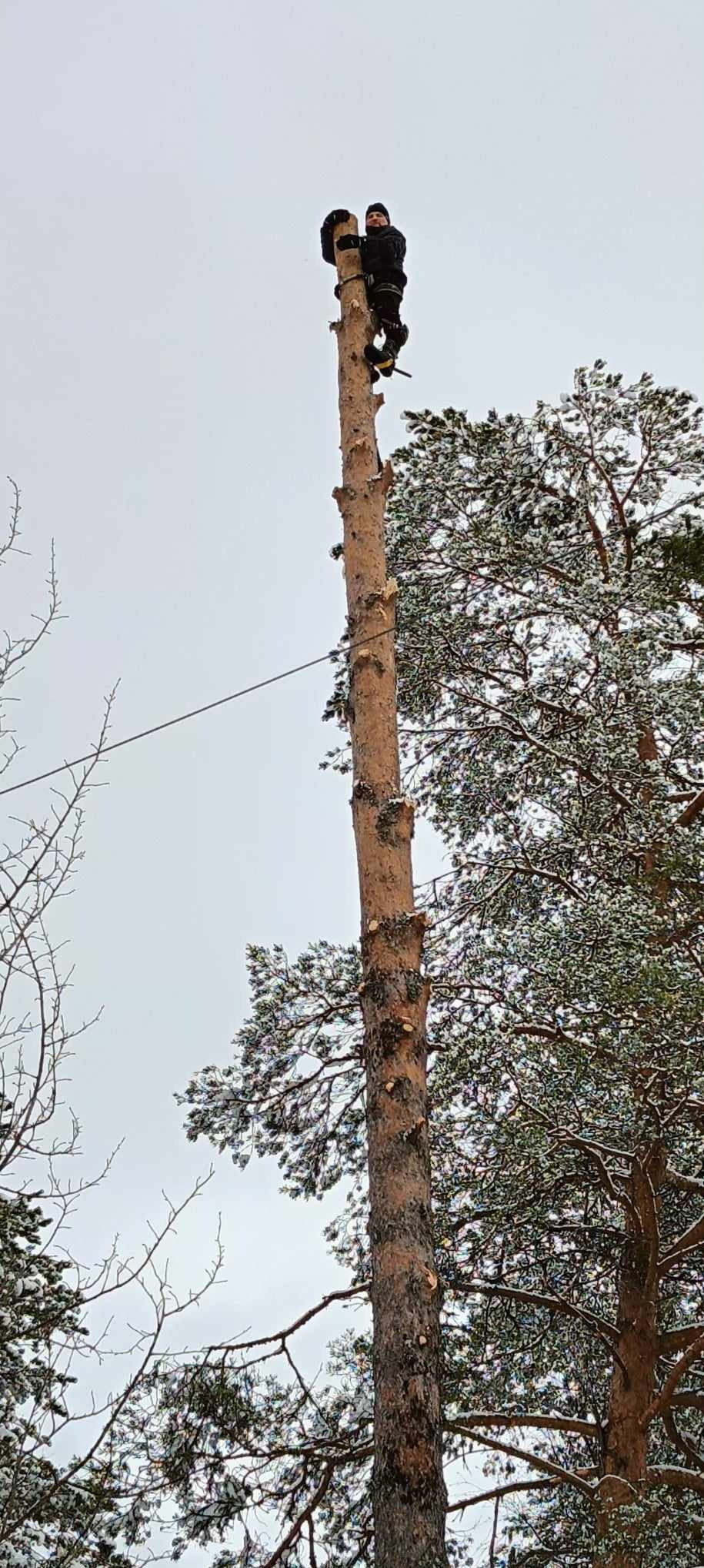 Pracownik na wysokim, ogołoconym pniu drzewa w Lesznie, w trakcie wycinki. W tle ośnieżone gałęzie i szare niebo. Bezpieczeństwo pracy.