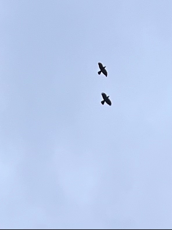 Dwa ptaki szybują na tle jasnego, błękitnego nieba. Ujęcie z dołu, ukazujące swobodny lot ptaków. Minimalistyczny kadr.