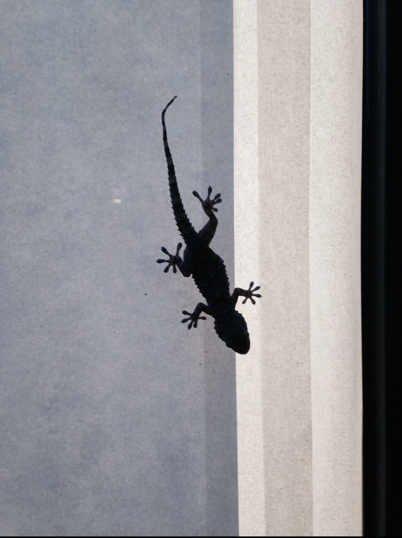 Sylwetka gekona wspinającego się po pionowej żaluzji w delikatnym, rozproszonym świetle. Widoczne detale łap i ogona jaszczurki na tle struktury materiału.