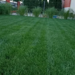 Zadbany trawnik z ozdobnymi trawami w rzędzie, ogrodzenie z siatki, wysokie tuje i fragment domu w tle. Regularne koszenie i nawadnianie.