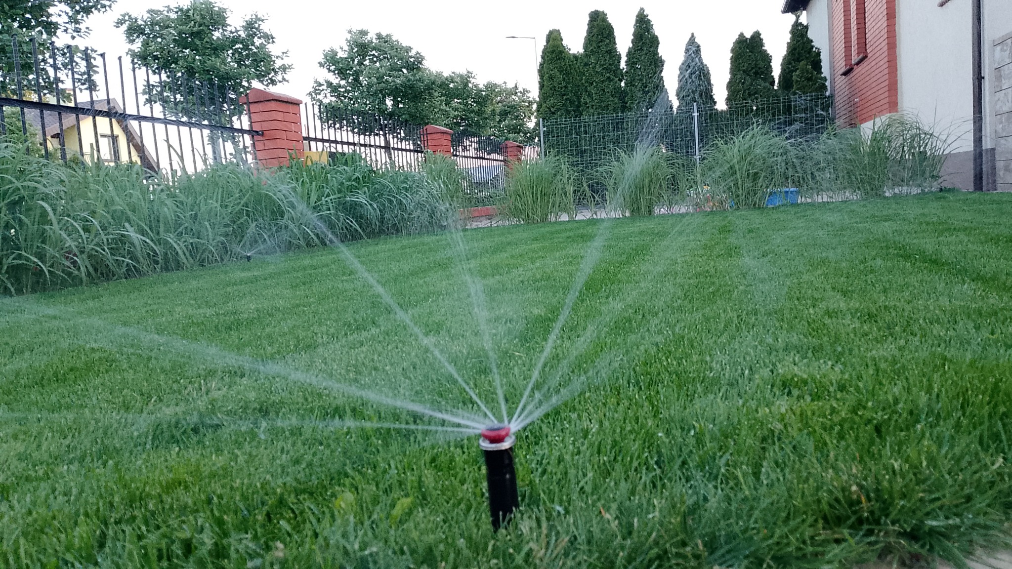 Działający zraszacz na trawniku, w tle wysokie trawy ozdobne i ogrodzenie z ceglanymi słupkami. System nawadniania w akcji, zieleń trawy, wilgoć w powietrzu.