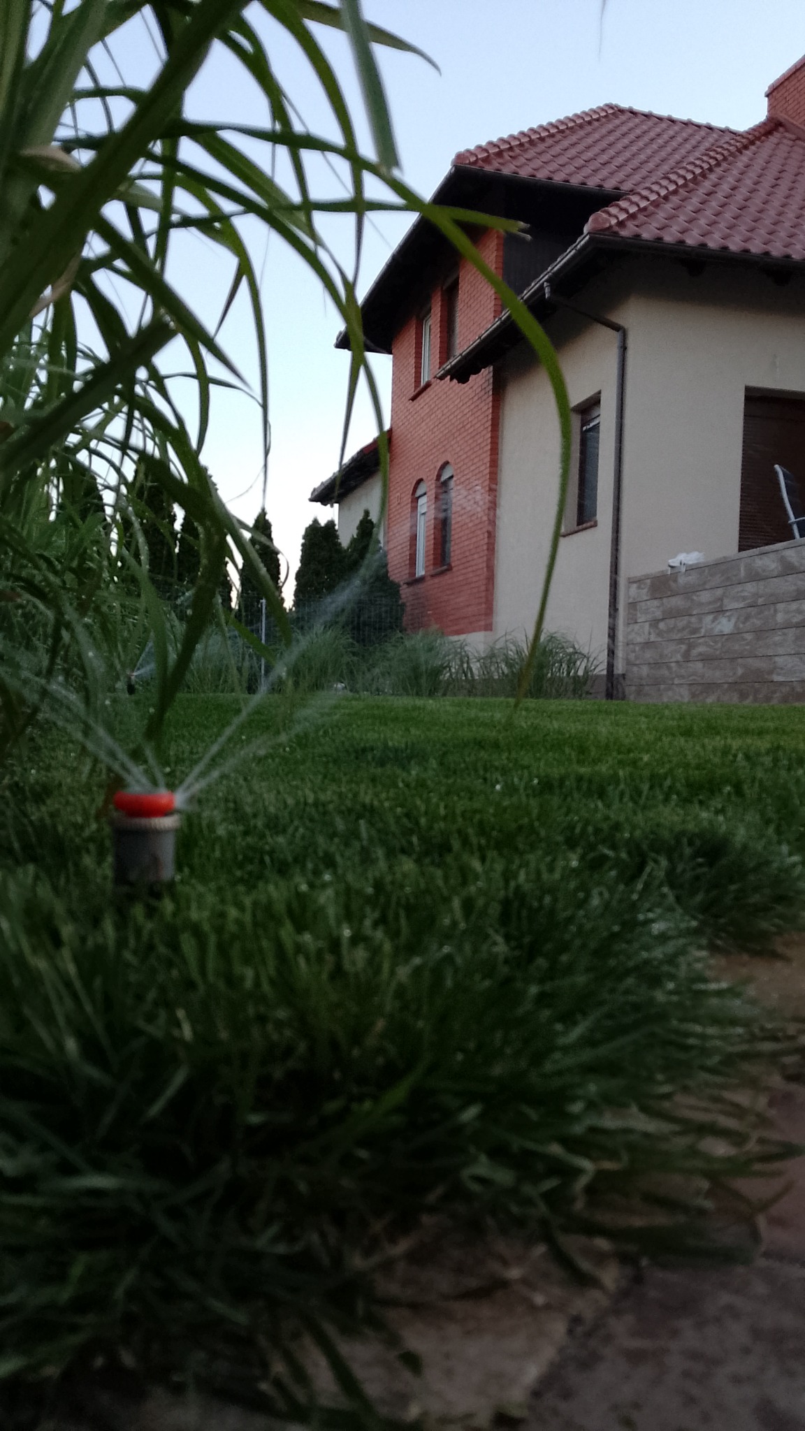 Działający zraszacz na trawniku przed domem z czerwonej cegły. W tle widoczne drzewa iglaste. Niskie ujęcie z perspektywy trawy, wieczorne oświetlenie.