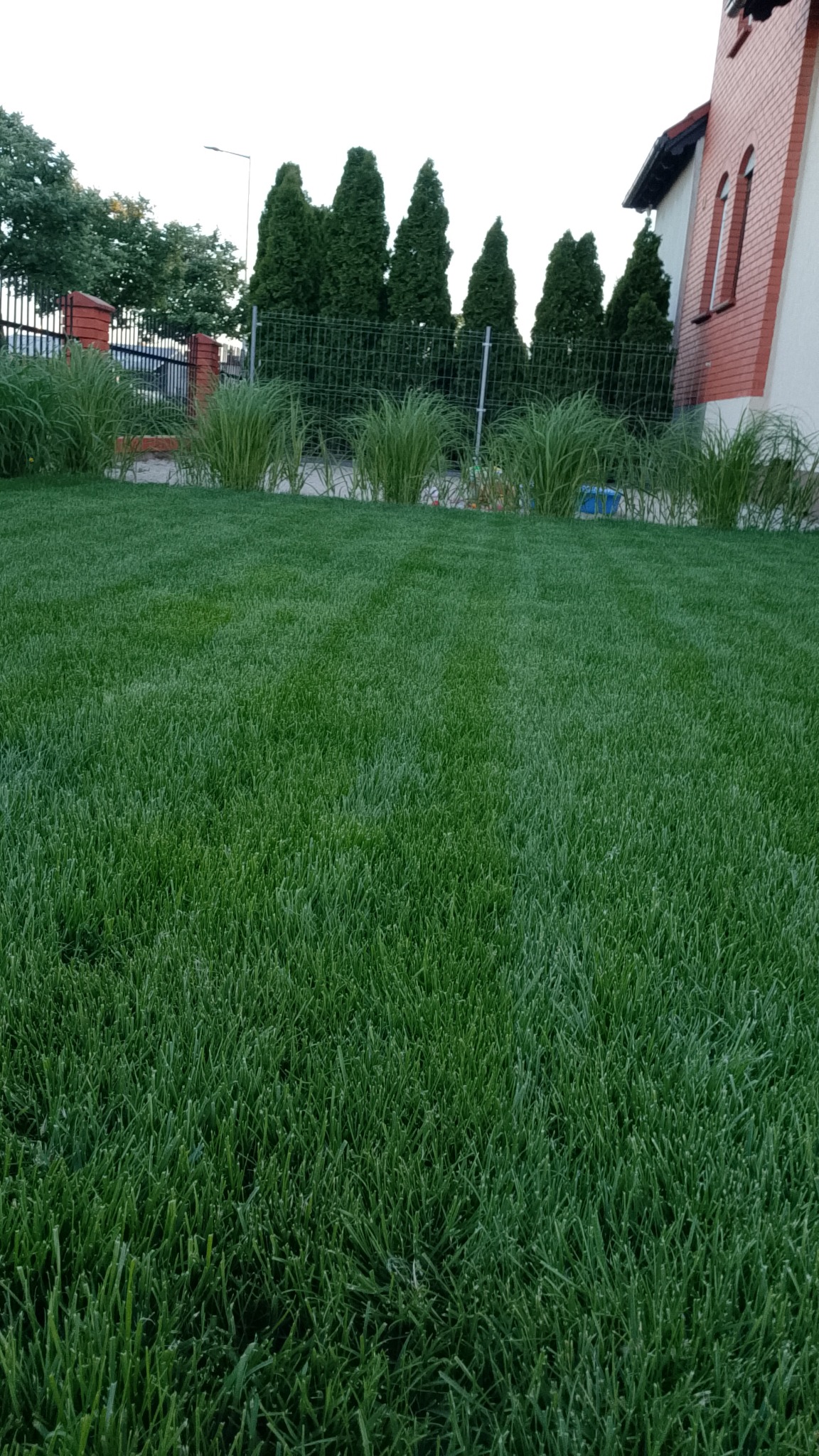 Zadbany trawnik z ozdobnymi trawami w rzędzie, ogrodzenie z siatki, wysokie tuje i fragment domu w tle. Regularne koszenie i nawadnianie.