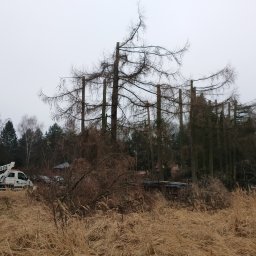 Wycinka drzew Mstów 1