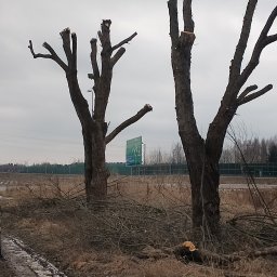 Wycinka drzew Mstów 1
