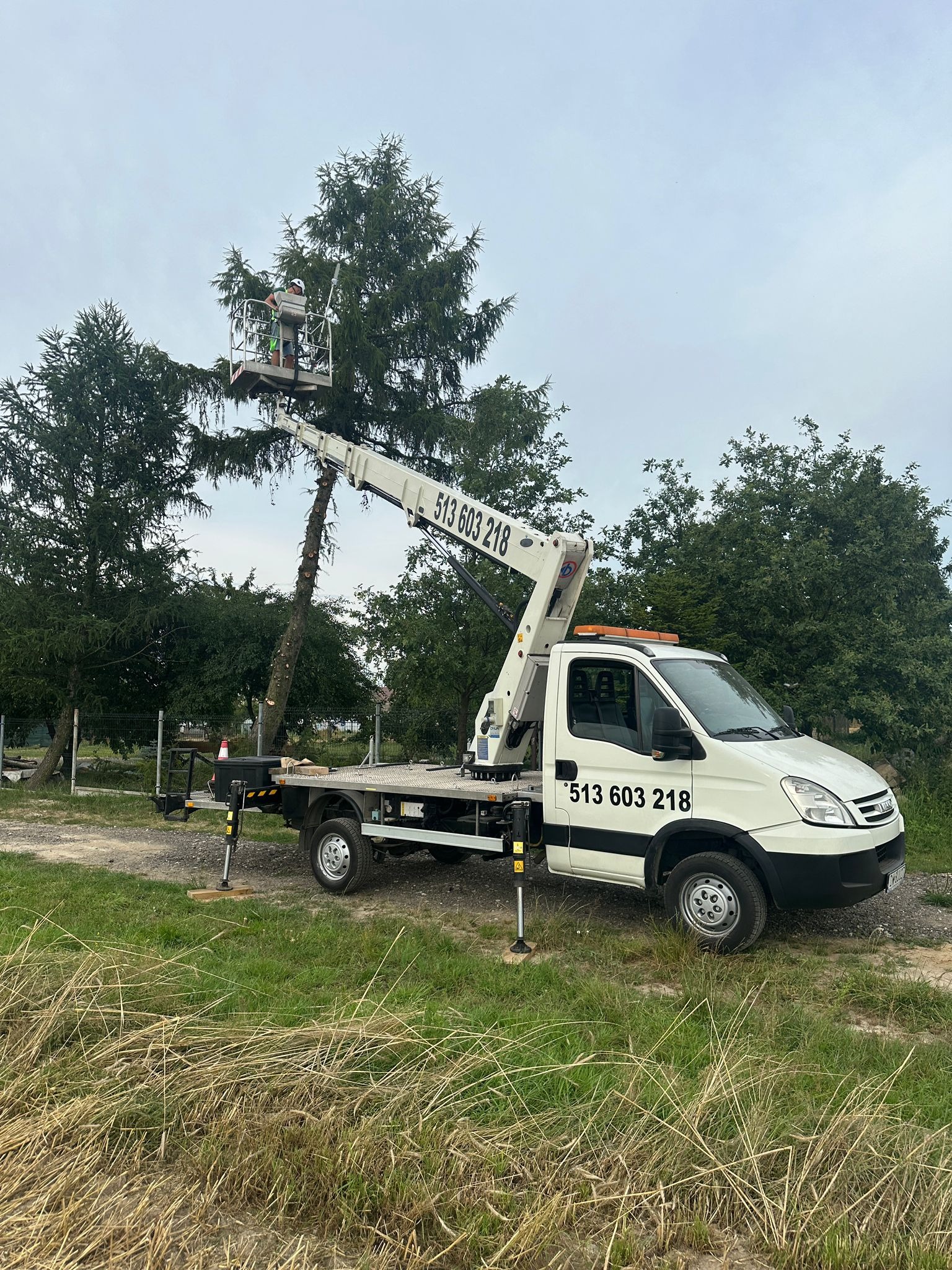 Pracownik w koszu podnośnika obcina gałęzie wysokiej sosny. Podnośnik stoi na trawie. Na podnośniku widoczny numer telefonu.