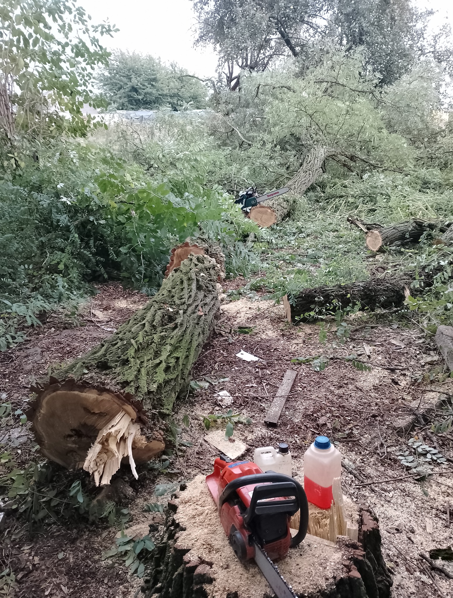 Ścięte drzewo z widocznymi śladami cięcia oraz piła łańcuchowa i kanistry z płynami. Widok na teren po wycince, z gałęziami i pniem.