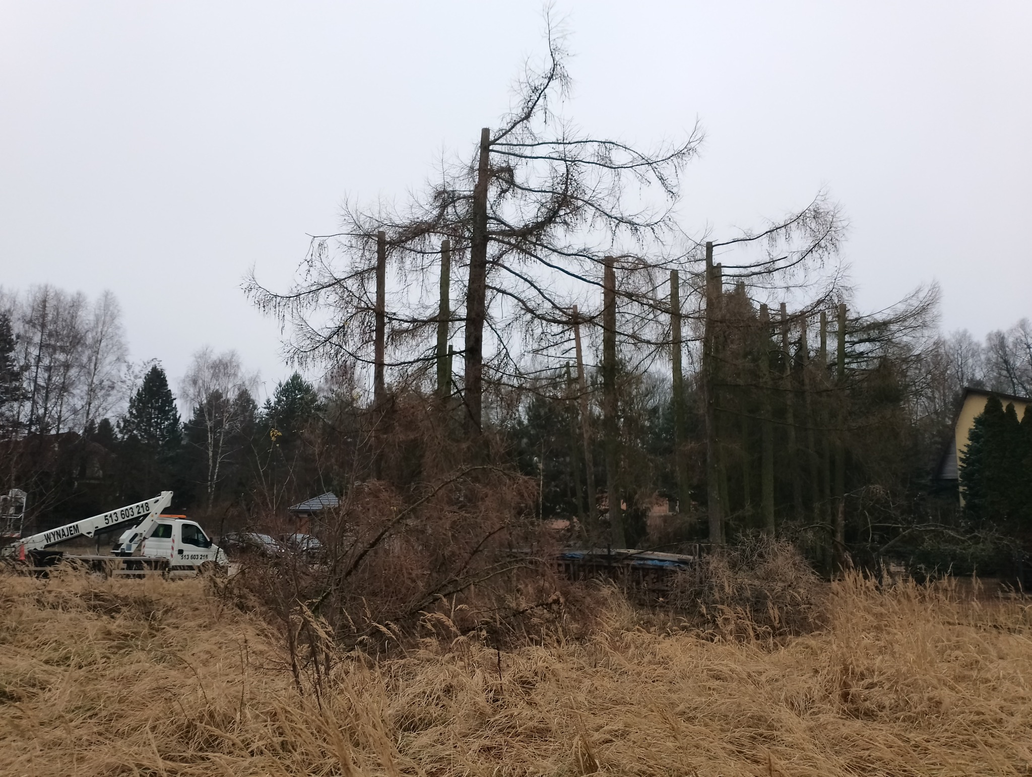 Po cięciu pielęgnacyjnym: rzędy ogołoconych drzew iglastych, z podnośnikiem koszowym w tle, na tle pochmurnego nieba i zarośniętego terenu.