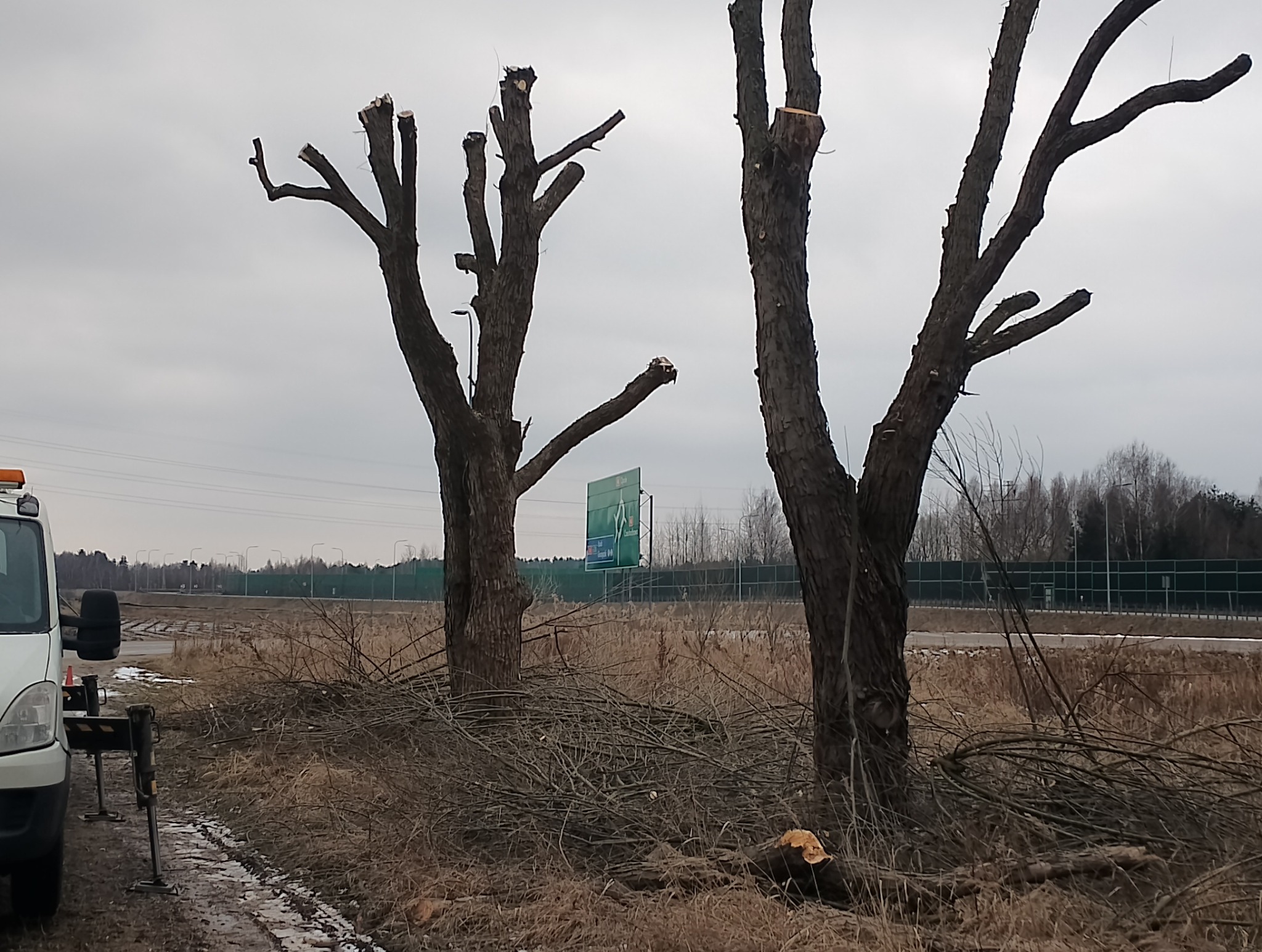 Dwa ogołocone drzewa po przycince gałęzi, z leżącymi obok pociętymi gałęziami. W tle droga szybkiego ruchu i częściowo widoczny samochód z podnośnikiem.