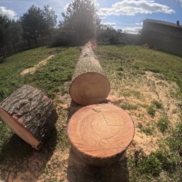 Wycinka drzew Kluczbork 2