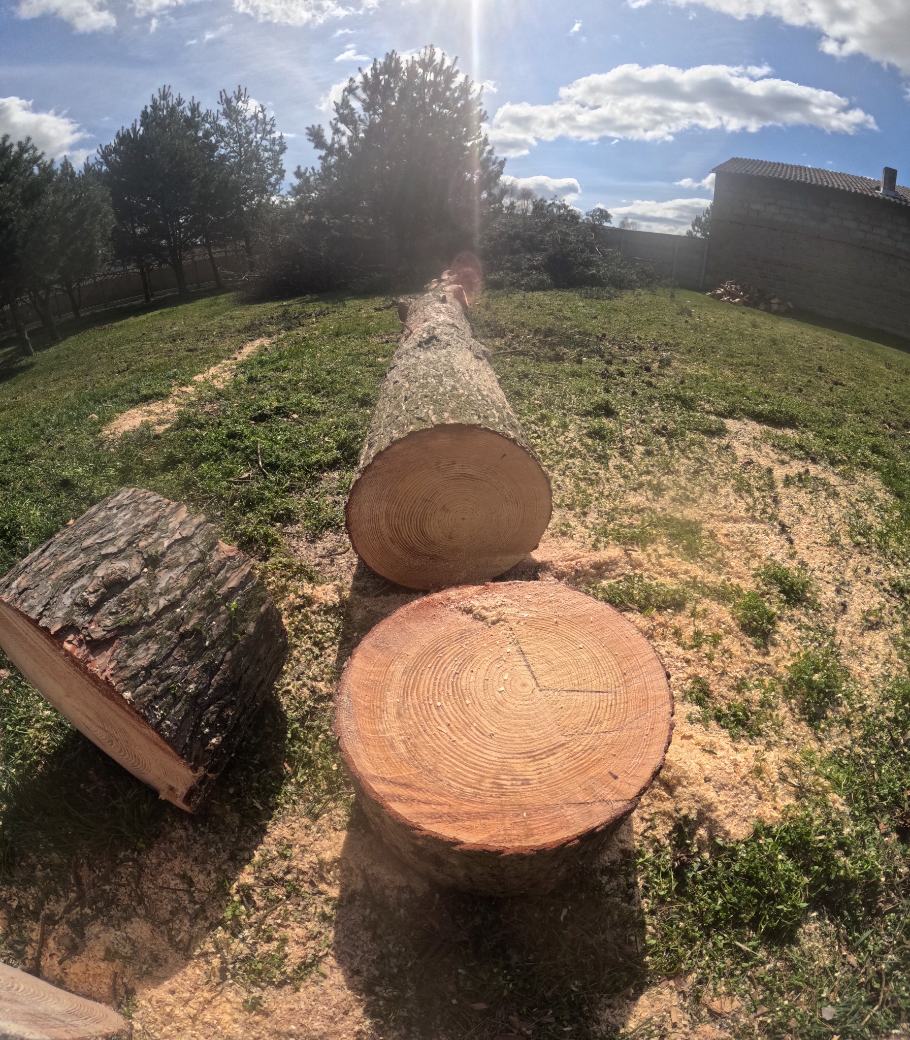 Ścięte drzewo na trawie, widoczne pnie z wyraźnymi słojami, otoczone wiórami. Słoneczny dzień, w tle budynek i drzewa. Widok z perspektywy rybiego oka.