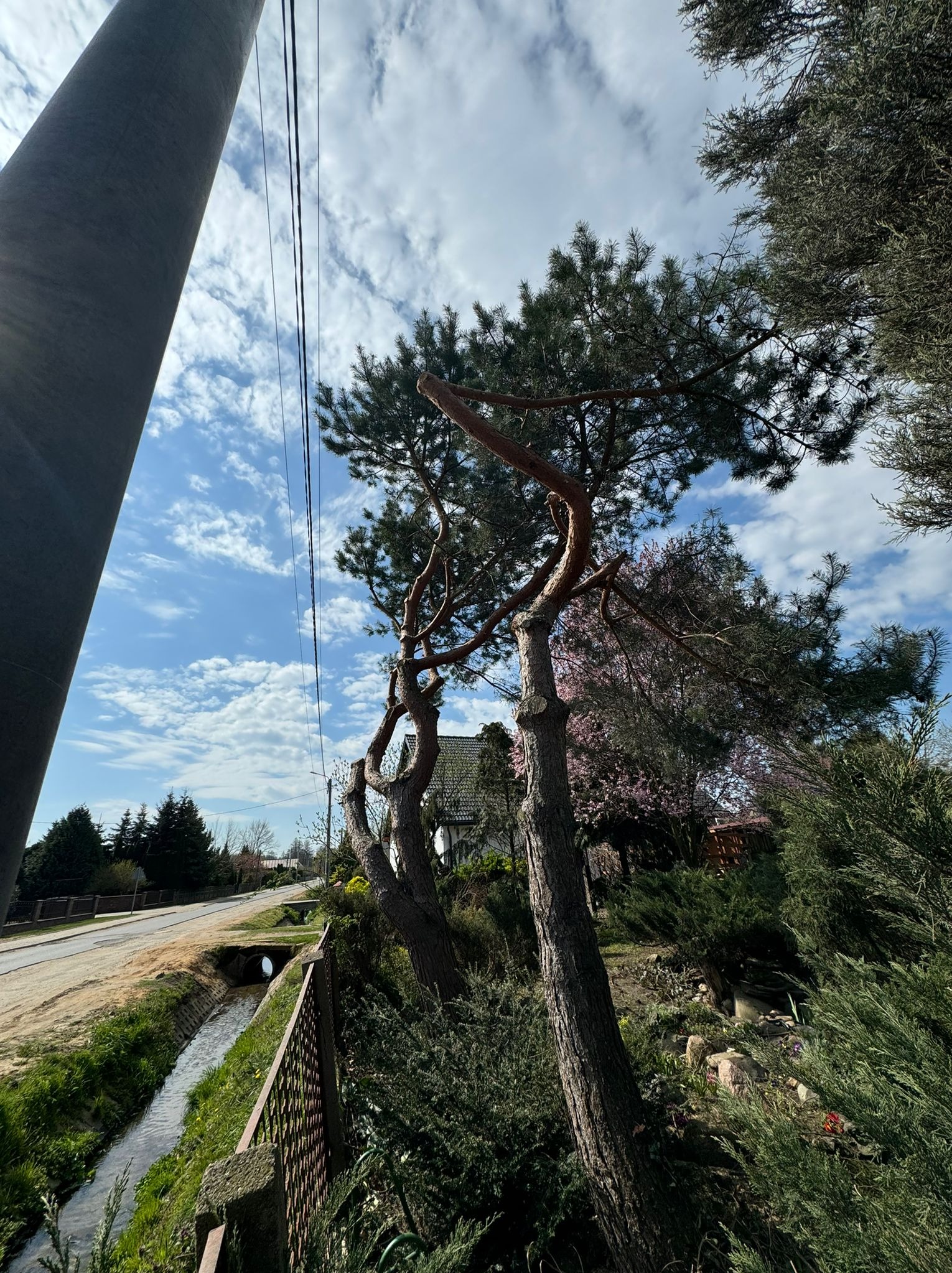 Formowane sosny na tle błękitnego nieba z obłokami, widoczne ślady cięcia gałęzi. W tle droga, rów melioracyjny i domy.