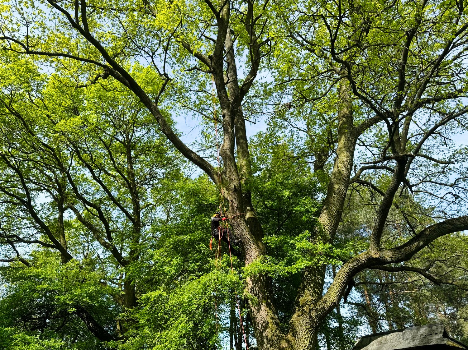 Arborysta na linie, w koronie rozłożystego drzewa z jasnozielonymi liśćmi, przygotowuje się do pracy. Widok z dołu na tle błękitnego nieba.