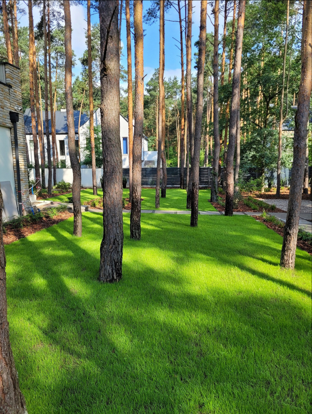 Świeżo założony trawnik z rolki między sosnami, z widocznymi elementami architektury w tle. Intensywna zieleń trawy kontrastuje z jasnymi pniami drzew.