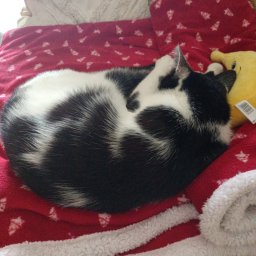 Jana dra - Malarz Żmigr&oacute;d