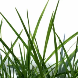 Utrzymanie i terenów zieleni