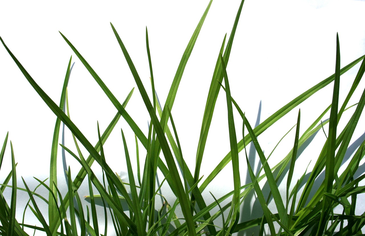 Utrzymanie i terenów zieleni