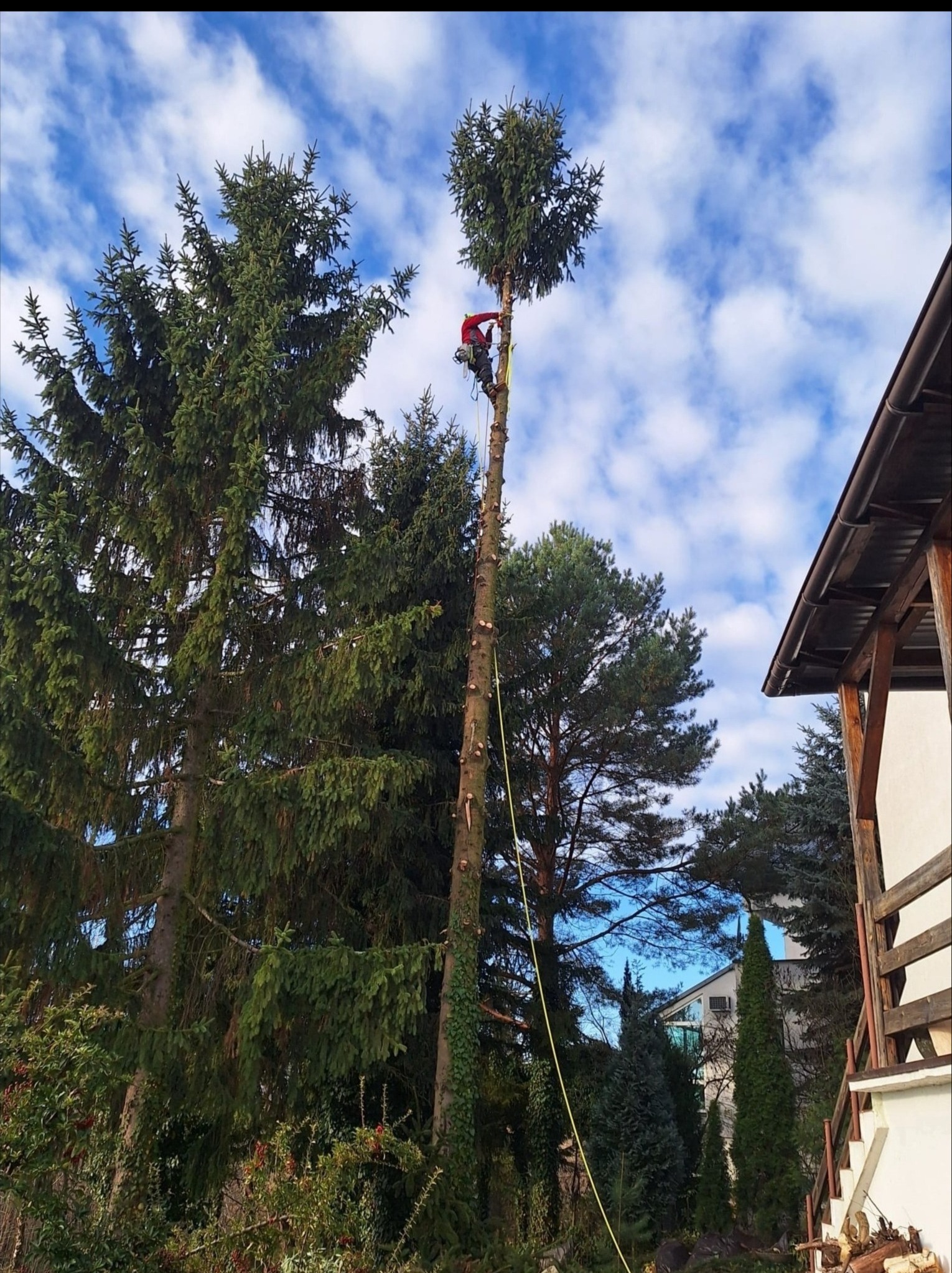Arborysta w uprzęży, w trakcie przycinania wysokiej sosny na tle błękitnego nieba z chmurami. Widoczne ślady po obciętych gałęziach i lina zabezpieczająca.