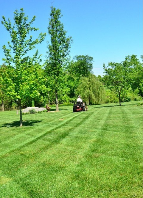 Osoba na czerwonej kosiarce tnie trawę na zielonym trawniku, tworząc równoległe pasy. W tle drzewa i błękitne niebo.