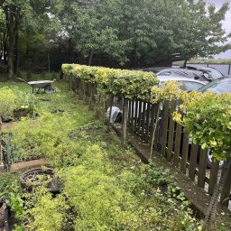 Nasadzenia, przycinanie żywopłotu.