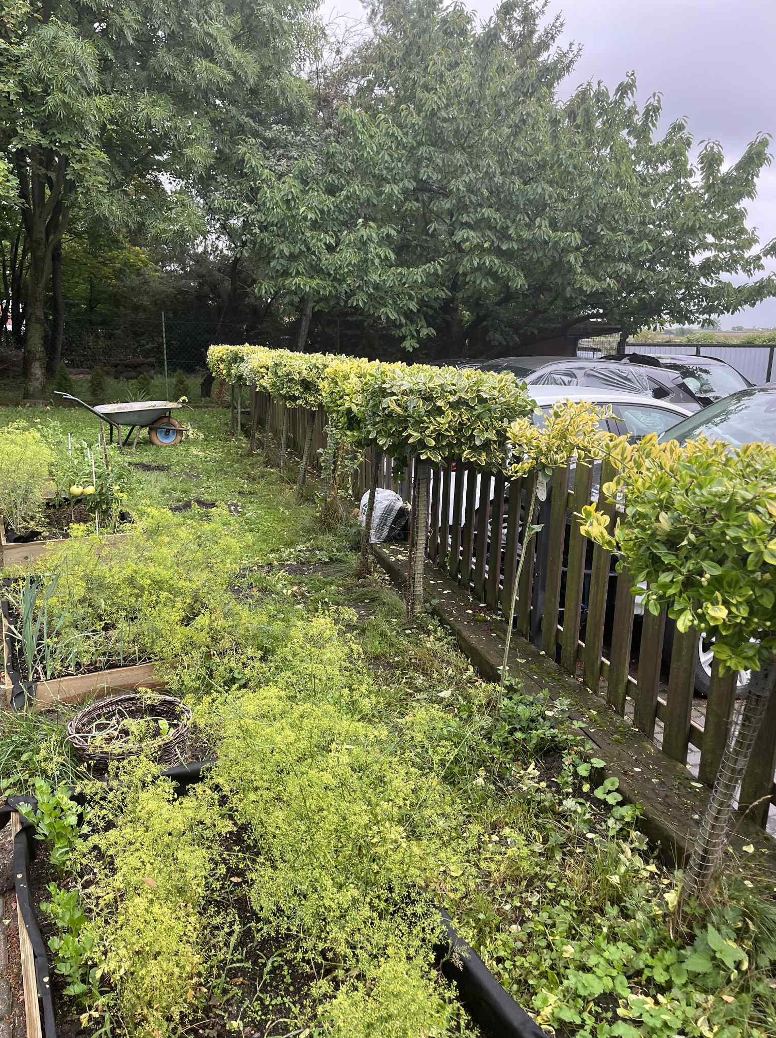 Nasadzenia, przycinanie żywopłotu.