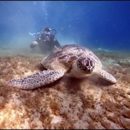 Teamsters - Naprawa Pokrycia Dachu Szczecin