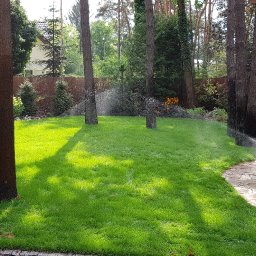 Zielony Styl - Zraszacze nawadniają intensywnie zielony trawnik w ogrodzie z drzewami i kamienną ścieżką obok oczka wodnego. W tle drewniany płot i budynek.