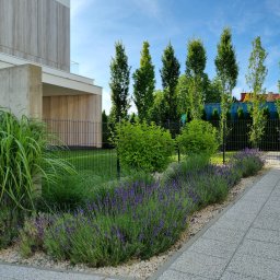 Zielony Styl - Nowoczesny ogród z kwitnącą lawendą wzdłuż ścieżki z kostki. W tle wysokie drzewa i minimalistyczny budynek z elementami betonu i jasnego drewna.
