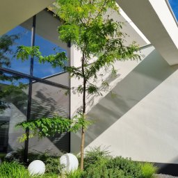 Zielony Styl - Nowoczesny ogród w Szeligach: drzewo o delikatnych liściach, podświetlone kulami, rośnie przy minimalistycznej architekturze domu z dużym oknem.