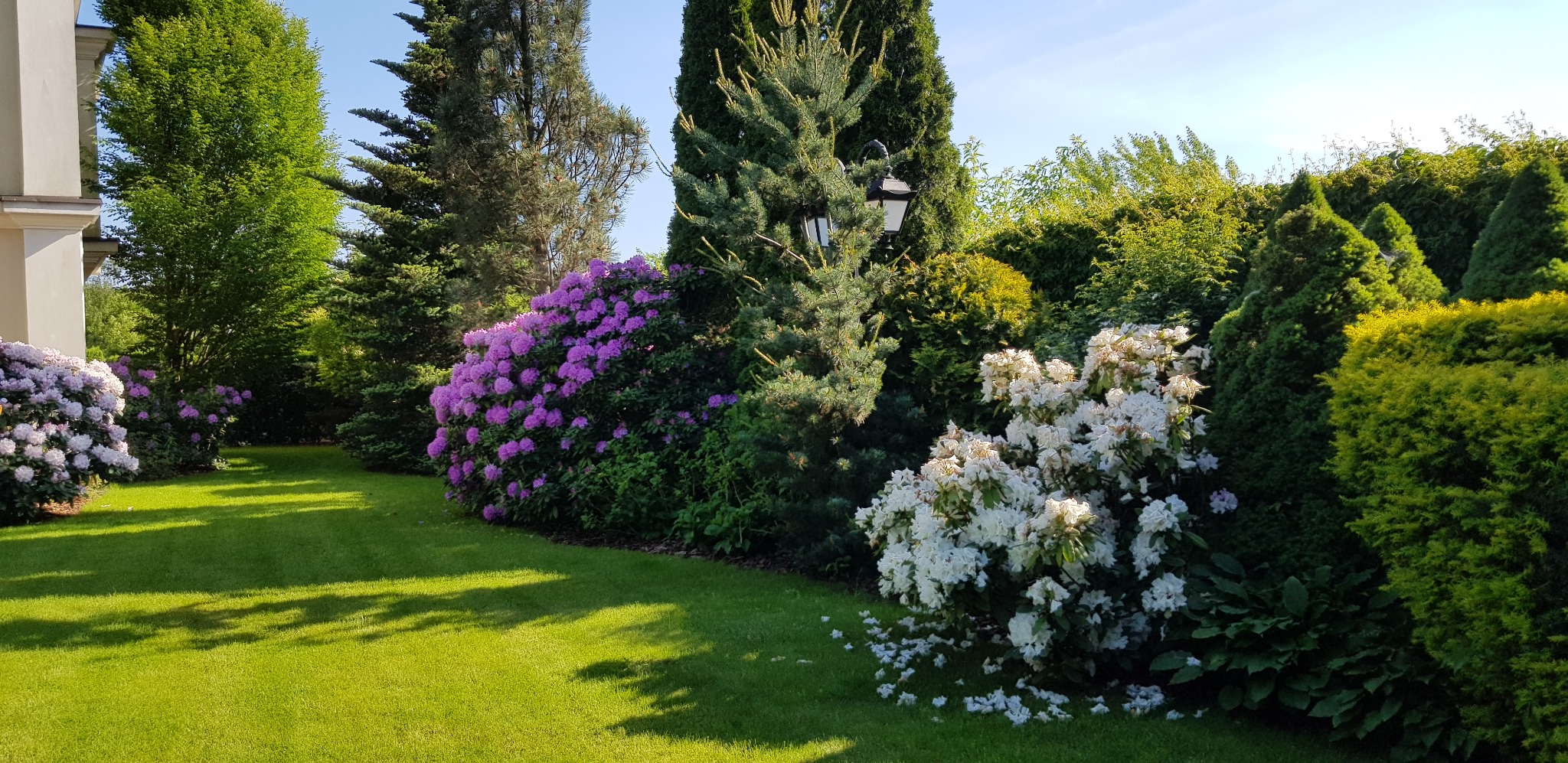 Zadbany ogród z równo przystrzyżonym trawnikiem, kwitnącymi rododendronami (białe i fioletowe), różnorodnymi drzewami iglastymi i krzewami. Oświetlenie ogrodowe.