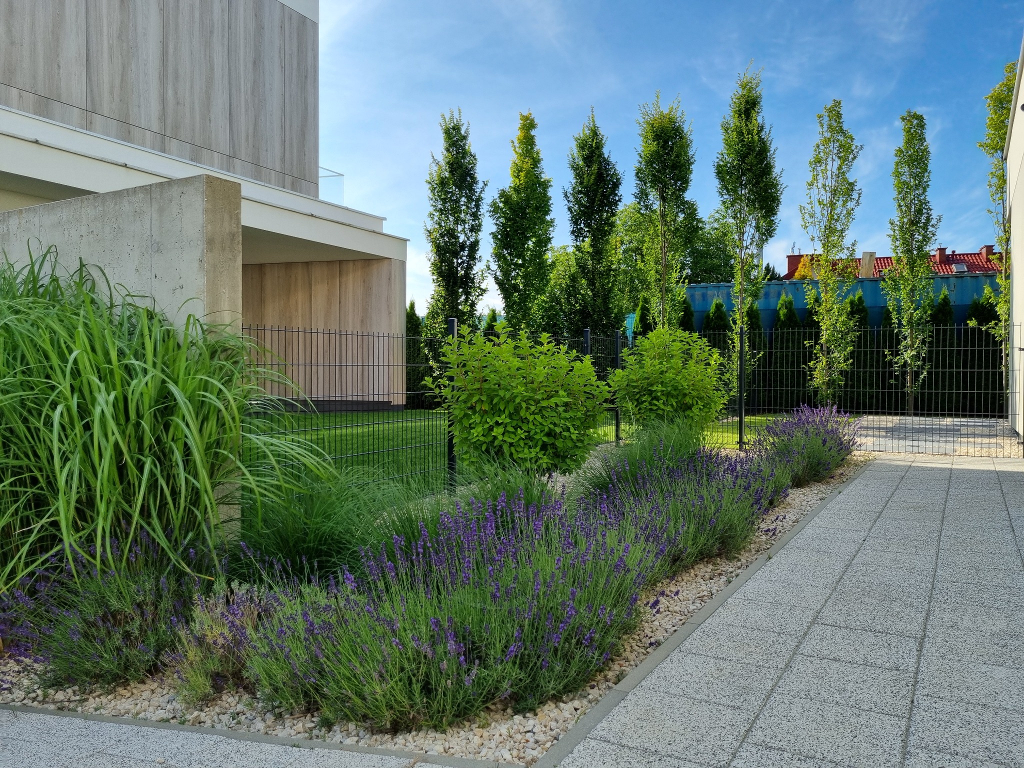 Nowoczesny ogród z kwitnącą lawendą wzdłuż ścieżki z kostki. W tle wysokie drzewa i minimalistyczny budynek z elementami betonu i jasnego drewna.