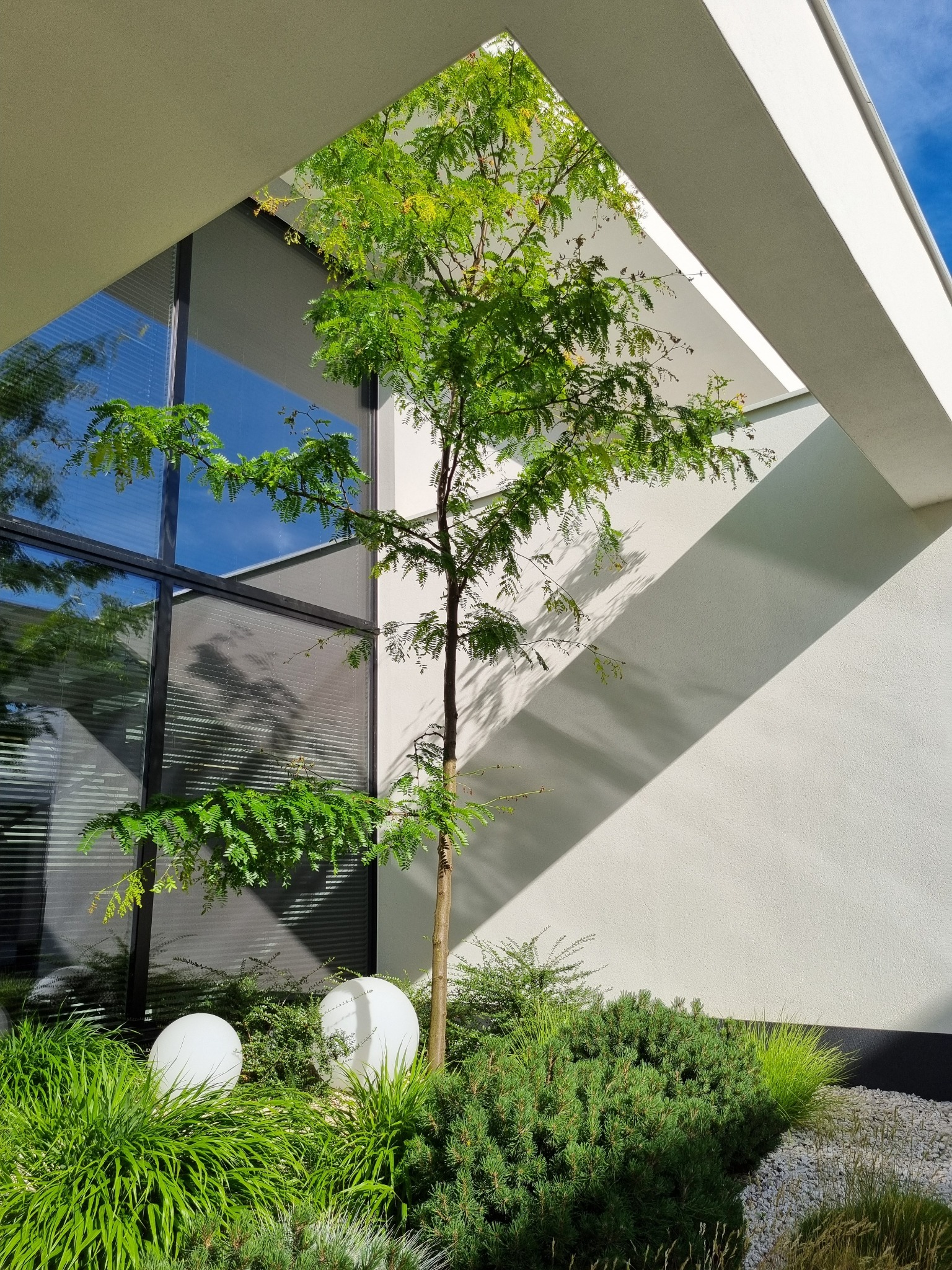 Nowoczesny ogród w Szeligach: drzewo o delikatnych liściach, podświetlone kulami, rośnie przy minimalistycznej architekturze domu z dużym oknem.