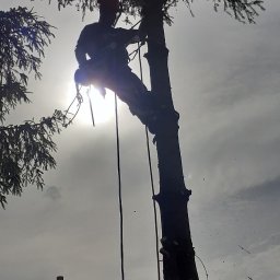 Wycinka drzew Koszalin 1