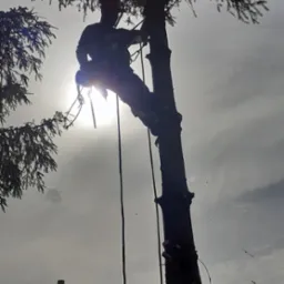 Pracownik w kasku, zabezpieczony linami, w trakcie wycinki drzewa na tle słonecznego nieba i dachu budynku. Widoczne świeże ślady po cięciu gałęzi.