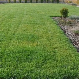 Soczysta, równo skoszona trawa z dekoracyjną rabatą z korą i roślinami ozdobnymi w tle, tworząca zadbany ogród.