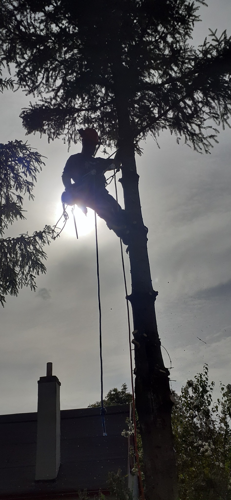 Pracownik w kasku, zabezpieczony linami, w trakcie wycinki drzewa na tle słonecznego nieba i dachu budynku. Widoczne świeże ślady po cięciu gałęzi.
