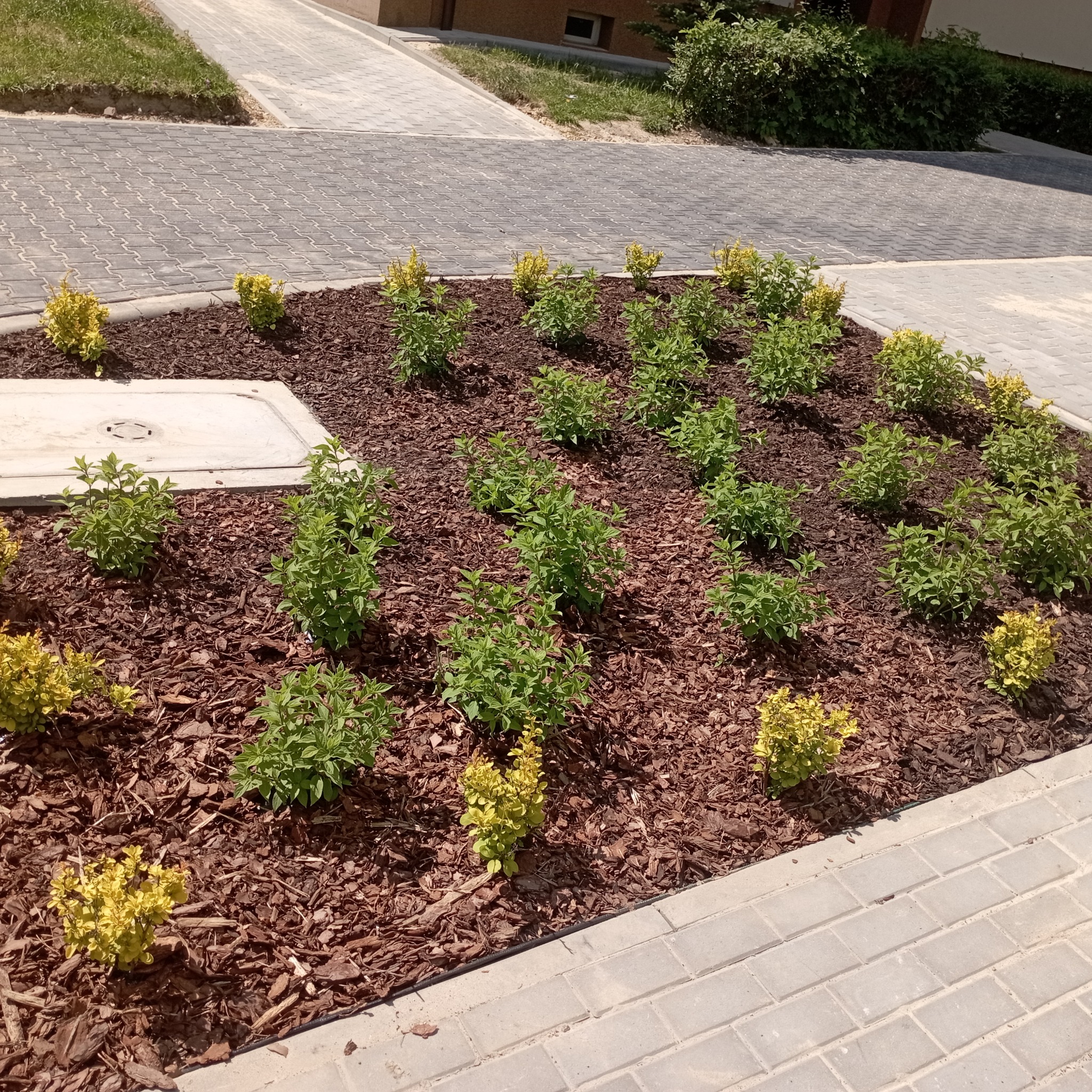 Rabata wyłożona korą z nasadzonymi młodymi, zielonymi krzewami i żółtymi akcentami, obok chodnika z kostki brukowej. Widoczny właz kanalizacyjny.